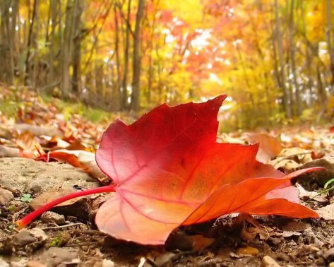 28043-autumn-falling-leaf-free-beautiful-wallpaper-download-for-your
